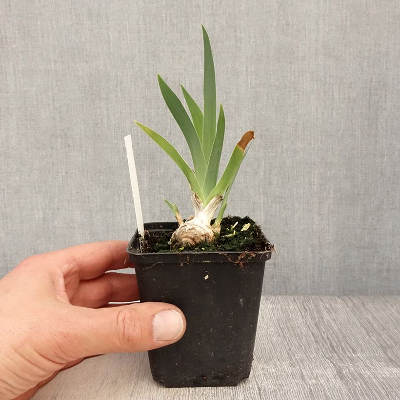 Iris germanica Lucky Locket - Giaggiolo paonazzo Vasetto da 8/9 cm esemplare consegnato in primavera