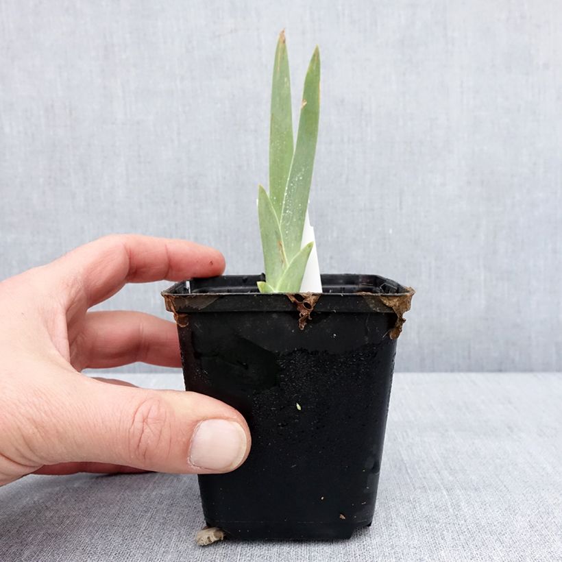 Iris germanica Lune et Soleil - Giaggiolo paonazzo Vasetto da 8/9 cm esemplare consegnato in inverno