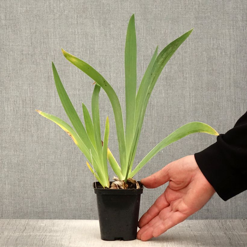 Iris germanica Magnétisme - Giaggiolo paonazzo Vasetto da 8/9 cm esemplare consegnato in primavera