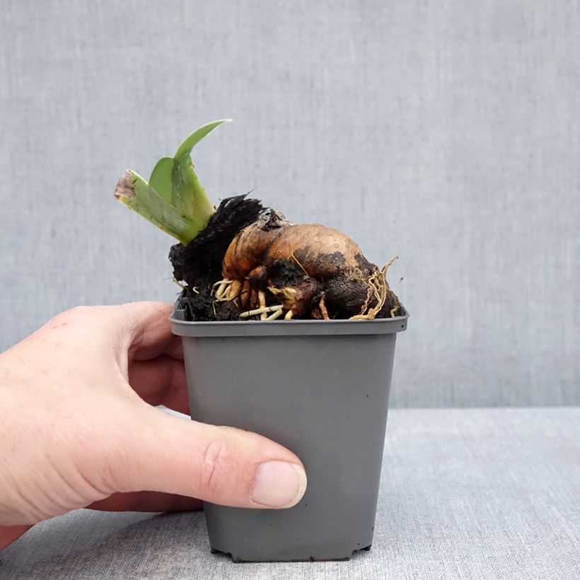 Iris germanica Mallow dramatic - Giaggiolo paonazzo Vasetto da 8/9 cm esemplare consegnato in inverno