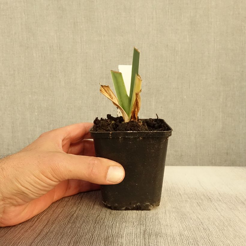Esemplare di Iris germanica Marron Chaud - Giaggiolo paonazzo Vasetto da 8/9 cm come consegnato in autunno