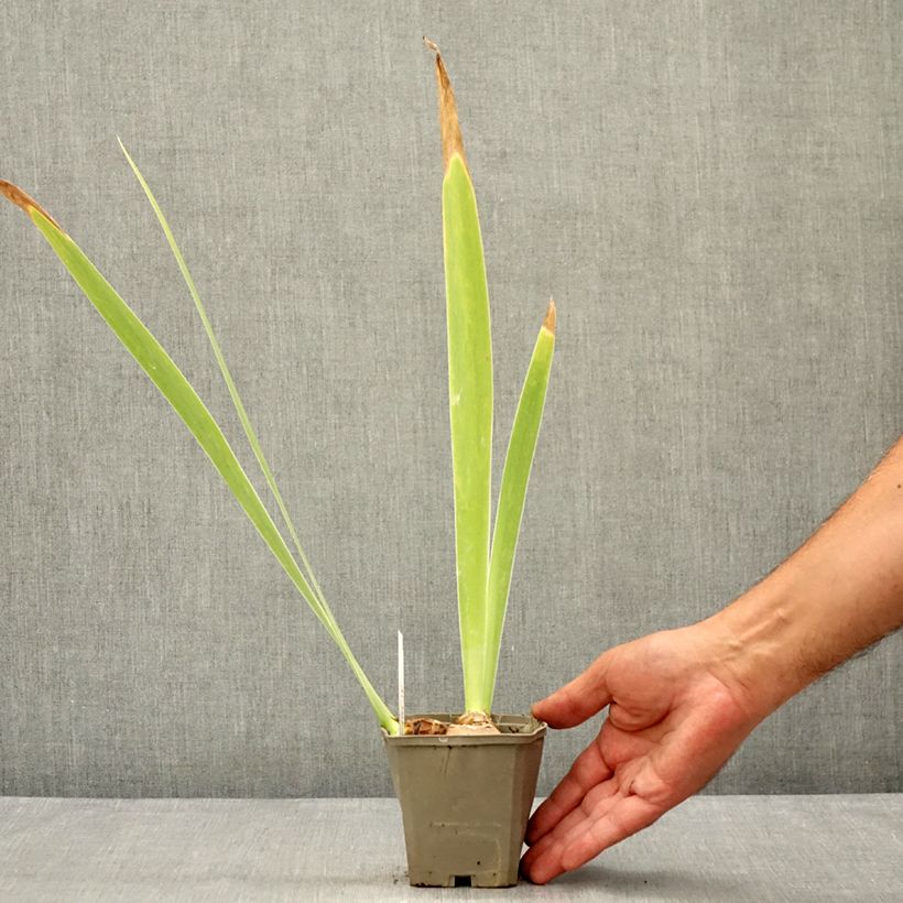Esemplare di Iris germanica Masque Noir - Giaggiolo paonazzo Vasetto da 8/9 cm consegnato in estate