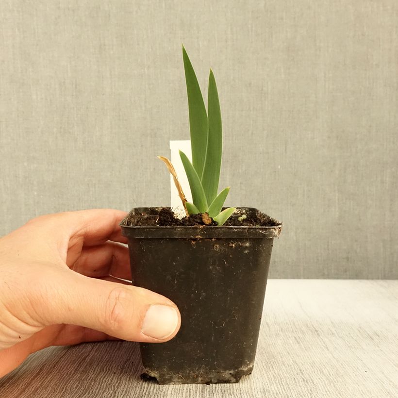 Esemplare di Iris germanica Modern Woman - Giaggiolo paonazzo Vasetto da 8/9 cm come consegnato in autunno