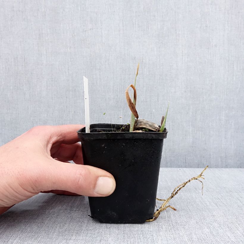 Iris germanica Modern Woman - Giaggiolo paonazzo Vasetto da 8/9 cm esemplare consegnato in inverno