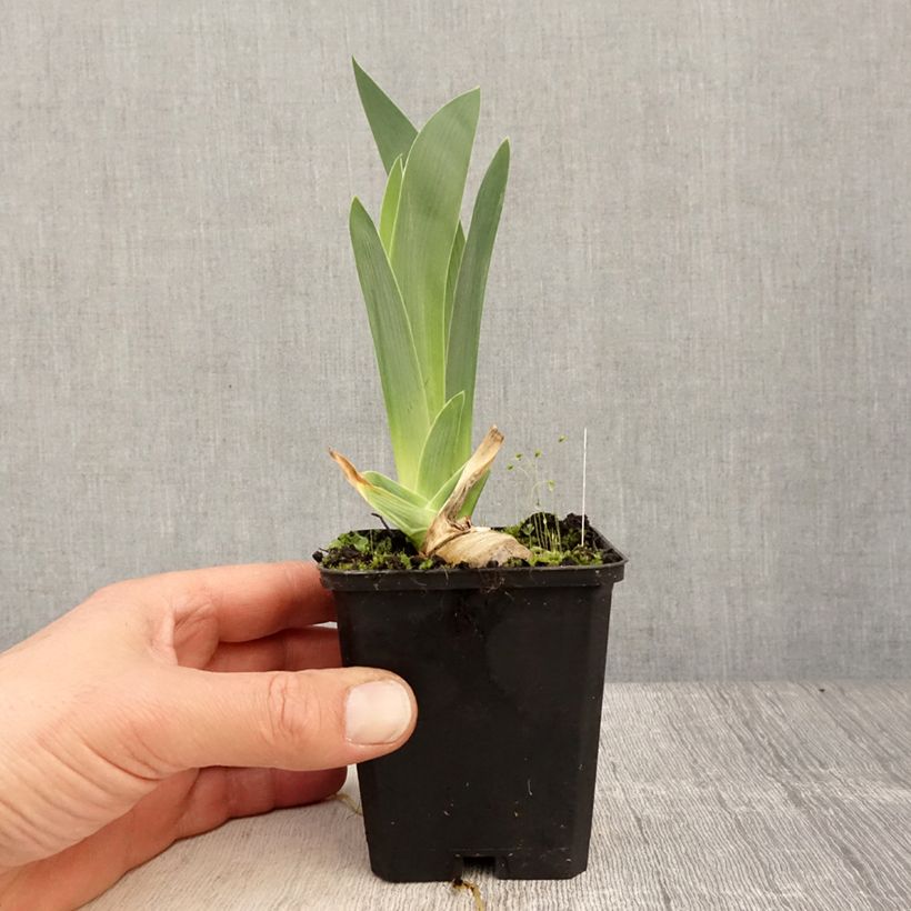 Iris germanica Modern Woman - Giaggiolo paonazzo Vasetto da 8/9 cm esemplare consegnato in primavera