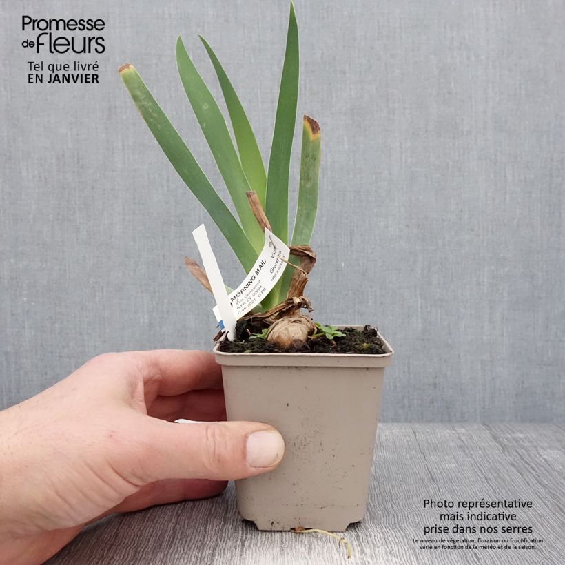 Iris germanica Morning Mail - Giaggiolo paonazzo Vasetto da 8/9 cm esemplare consegnato in inverno