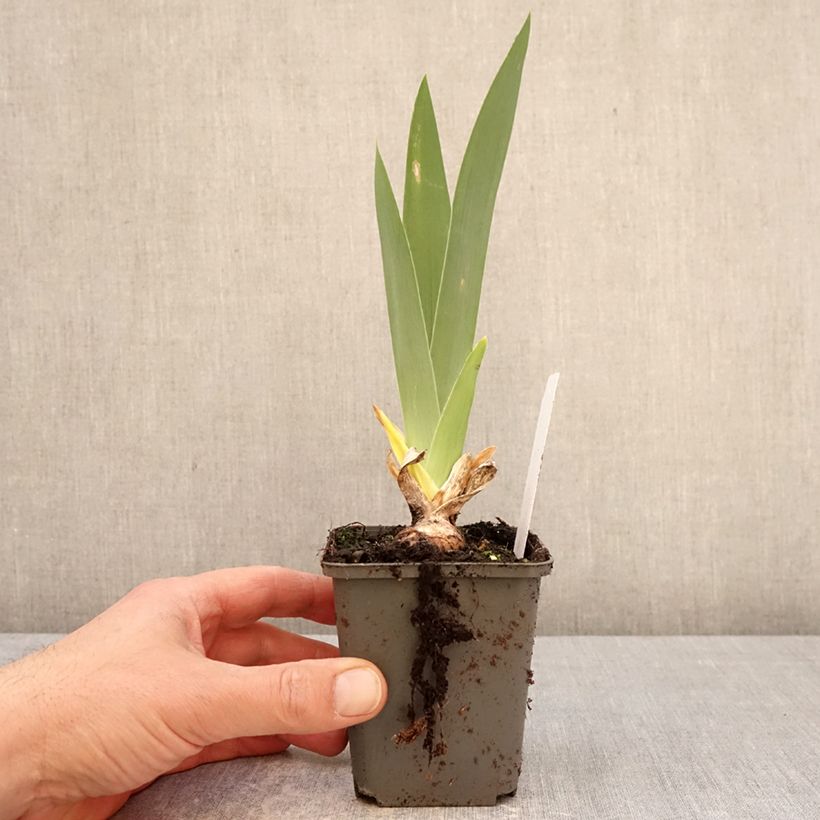 Iris germanica Natchez Trace - Giaggiolo paonazzo Vasetto da 8/9 cm esemplare consegnato in primavera