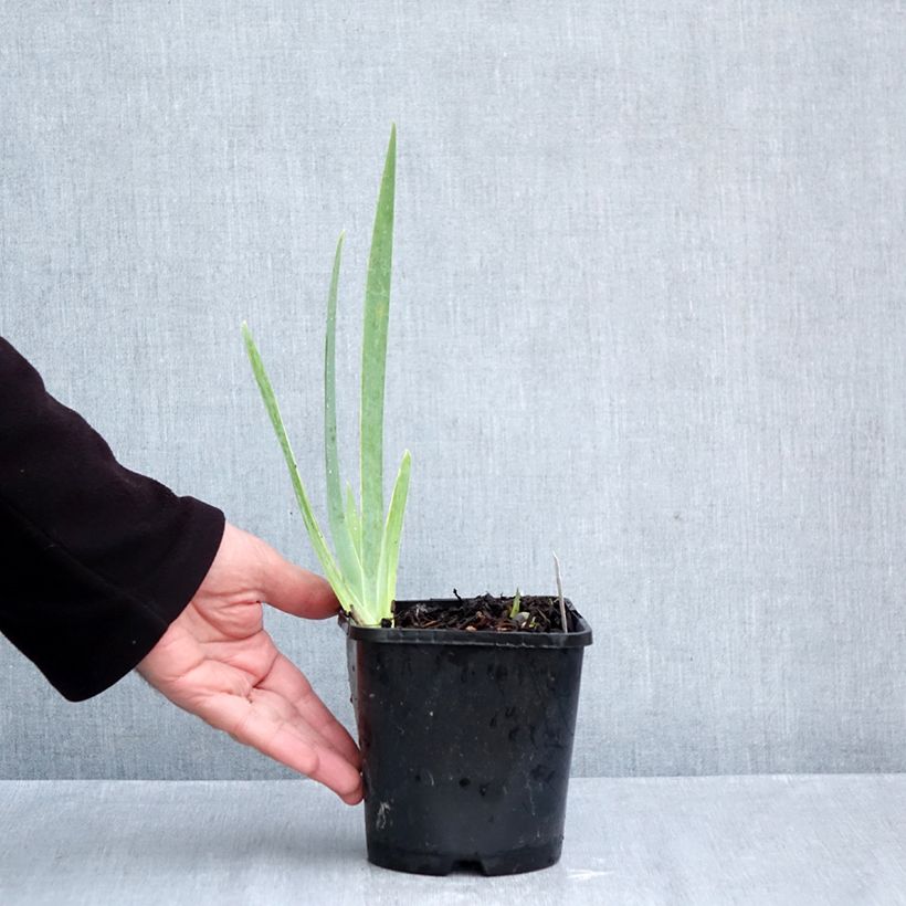 Esemplare di Iris germanica Natchez Trace - Giaggiolo paonazzo Vaso da 1,5L/2L come consegnato in autunno