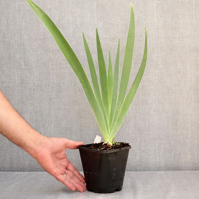 Esemplare di Iris germanica Natchez Trace - Giaggiolo paonazzo Vaso da 1,5L/2L consegnato in estate
