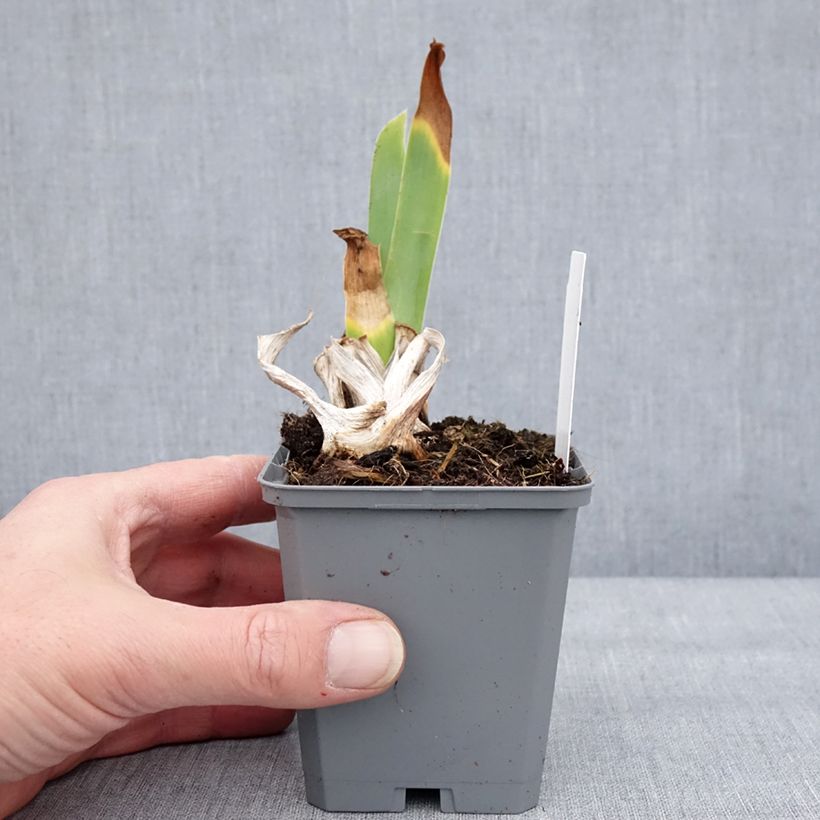 Iris germanica Natchez Trace - Giaggiolo paonazzo Vasetto da 8/9 cm esemplare consegnato in inverno