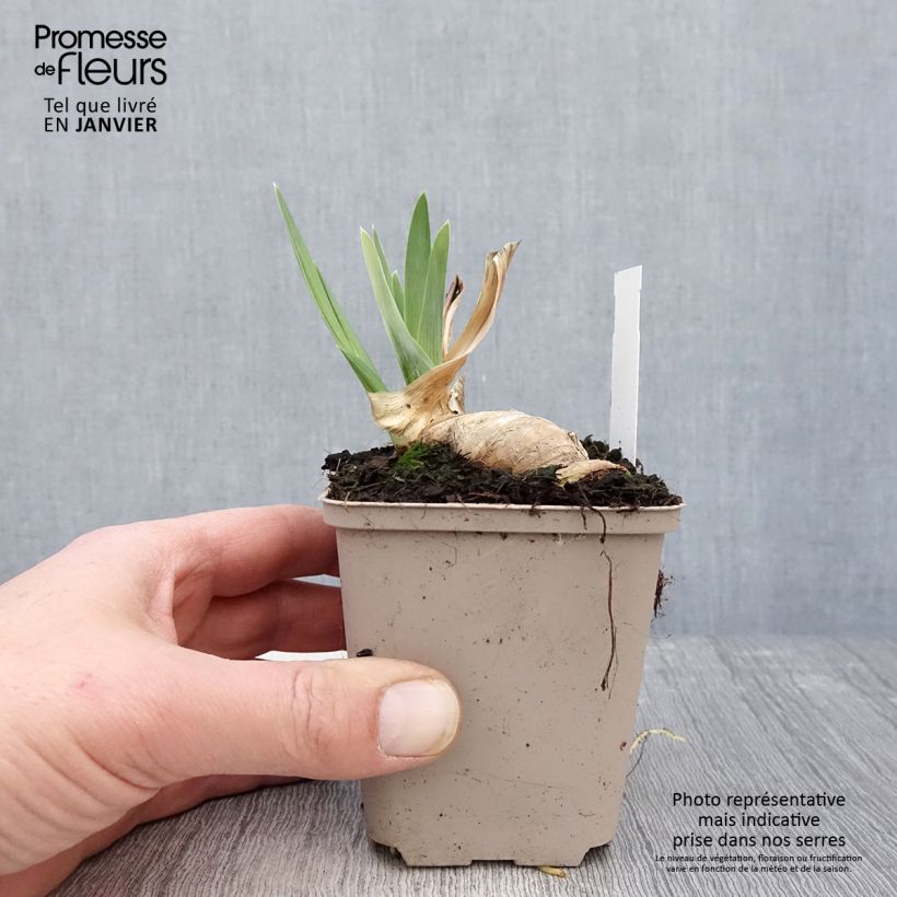 Iris germanica Noctambule - Giaggiolo paonazzo Vasetto da 8/9 cm esemplare consegnato in inverno