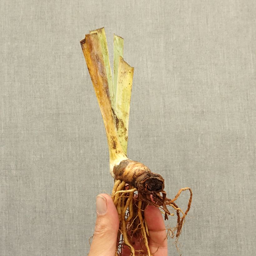 Iris germanica Nuance Royale - Giaggiolo paonazzo Rizoma esemplare consegnato in inverno