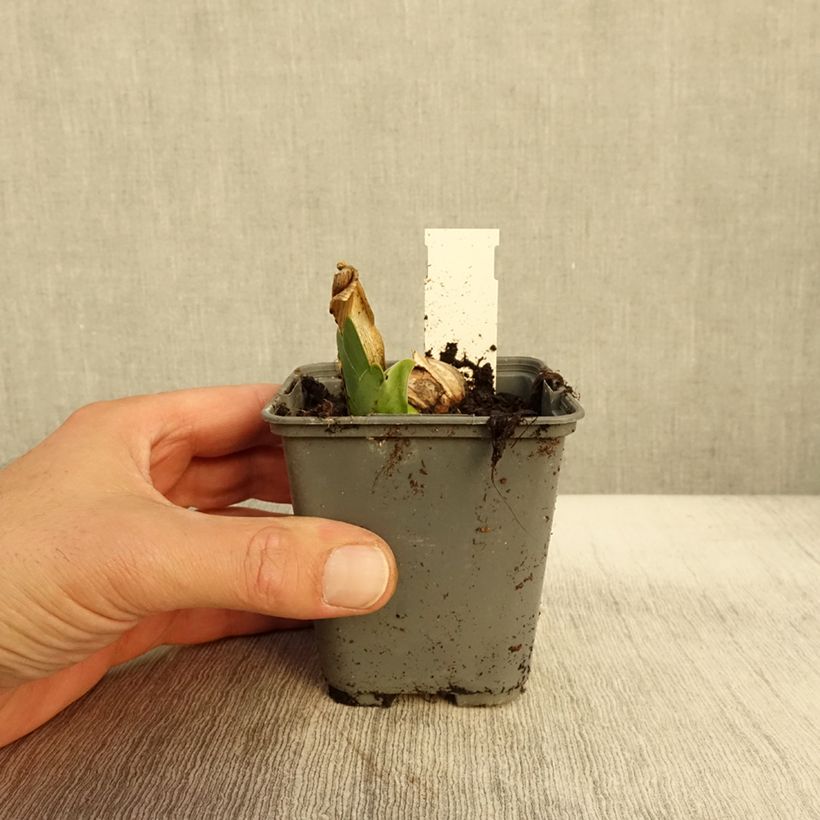 Esemplare di Iris germanica Oh! Susannah - Giaggiolo paonazzo Vasetto da 8/9 cm come consegnato in autunno