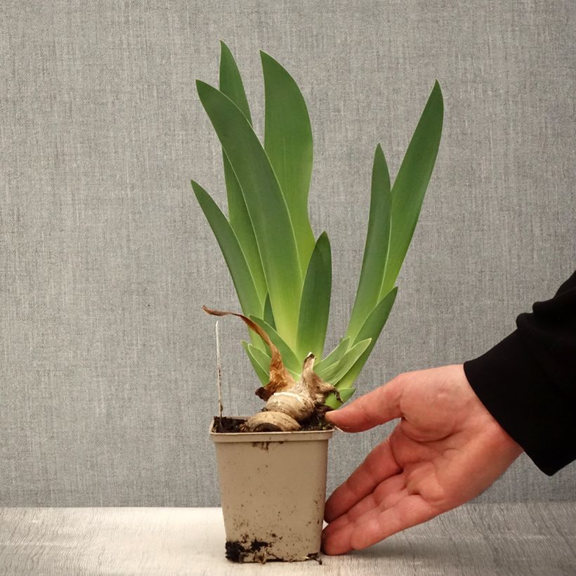 Iris germanica Oh! Susannah - Giaggiolo paonazzo Vasetto da 8/9 cm esemplare consegnato in primavera