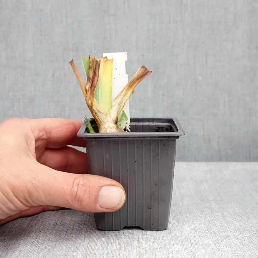 Esemplare di Iris germanica Ola Kala - Giaggiolo paonazzo Vasetto da 8/9 cm come consegnato in autunno