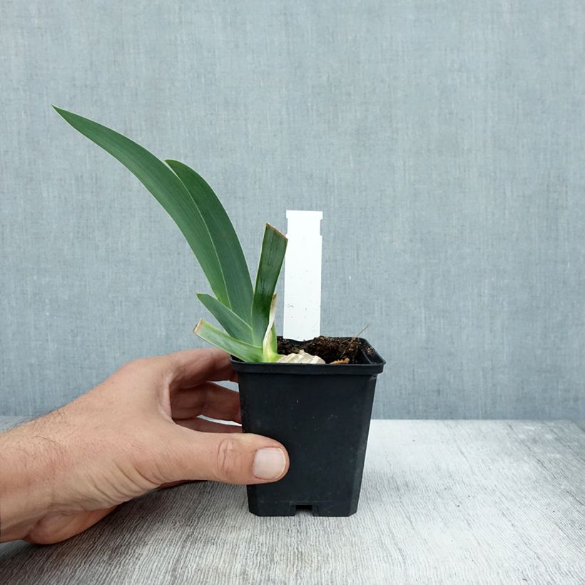 Esemplare di Iris germanica Pastel Printanier - Giaggiolo paonazzo Vasetto da 8/9 cm come consegnato in autunno