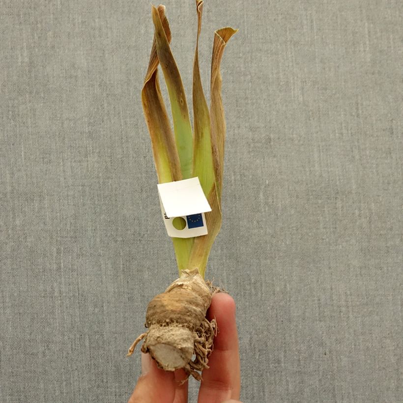 Iris germanica Pastell Ballett - Giaggiolo nano Rizoma esemplare consegnato in inverno