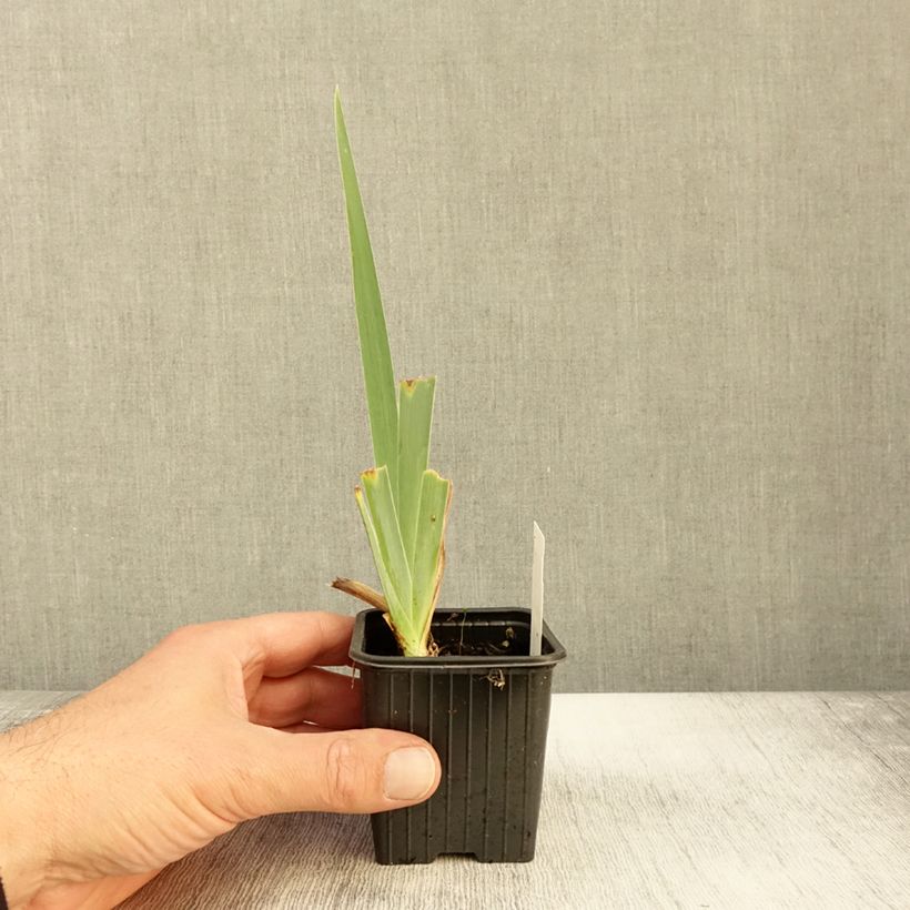Esemplare di Iris germanica Peach Frost - Giaggiolo paonazzo Vasetto da 8/9 cm come consegnato in autunno