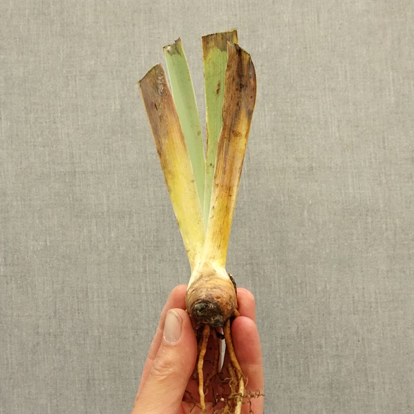 Iris germanica Petit Tigre - Giaggiolo paonazzo Rizoma esemplare consegnato in inverno