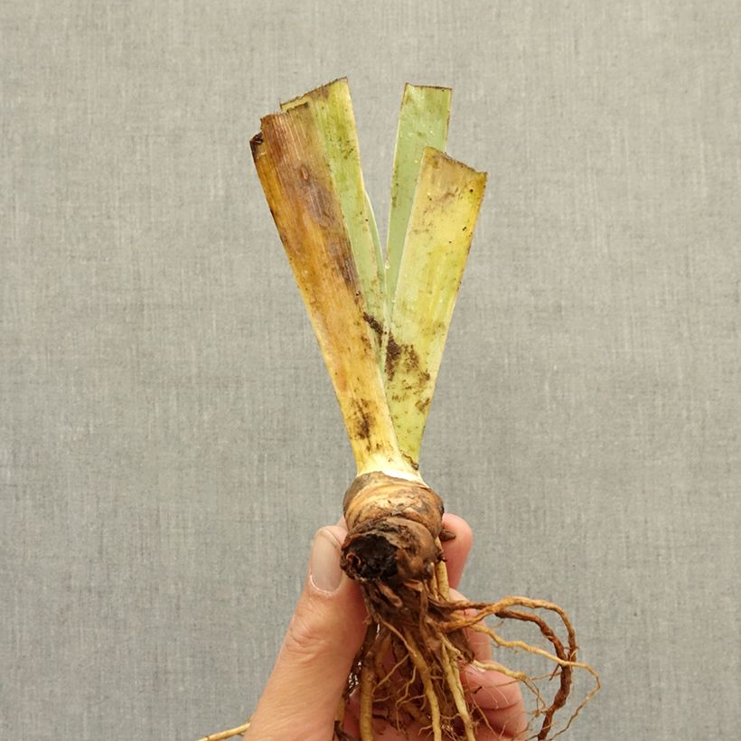 Iris germanica Pink Blink - Giaggiolo nano Rizoma esemplare consegnato in inverno