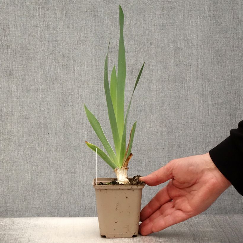 Iris germanica Pinnacle - Giaggiolo paonazzo Vasetto da 8/9 cm esemplare consegnato in primavera