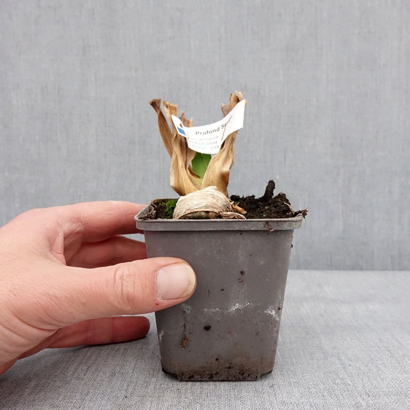 Iris germanica Profond Soupir - Giaggiolo paonazzo Vasetto da 8/9 cm esemplare consegnato in inverno