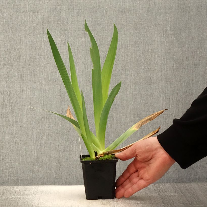 Iris germanica Qualified - Giaggiolo paonazzo Vasetto da 8/9 cm esemplare consegnato in primavera