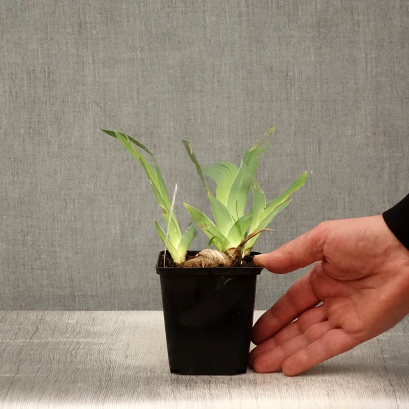 Iris germanica Ré la Blanche - Giaggiolo paonazzo Vasetto da 8/9 cm esemplare consegnato in primavera