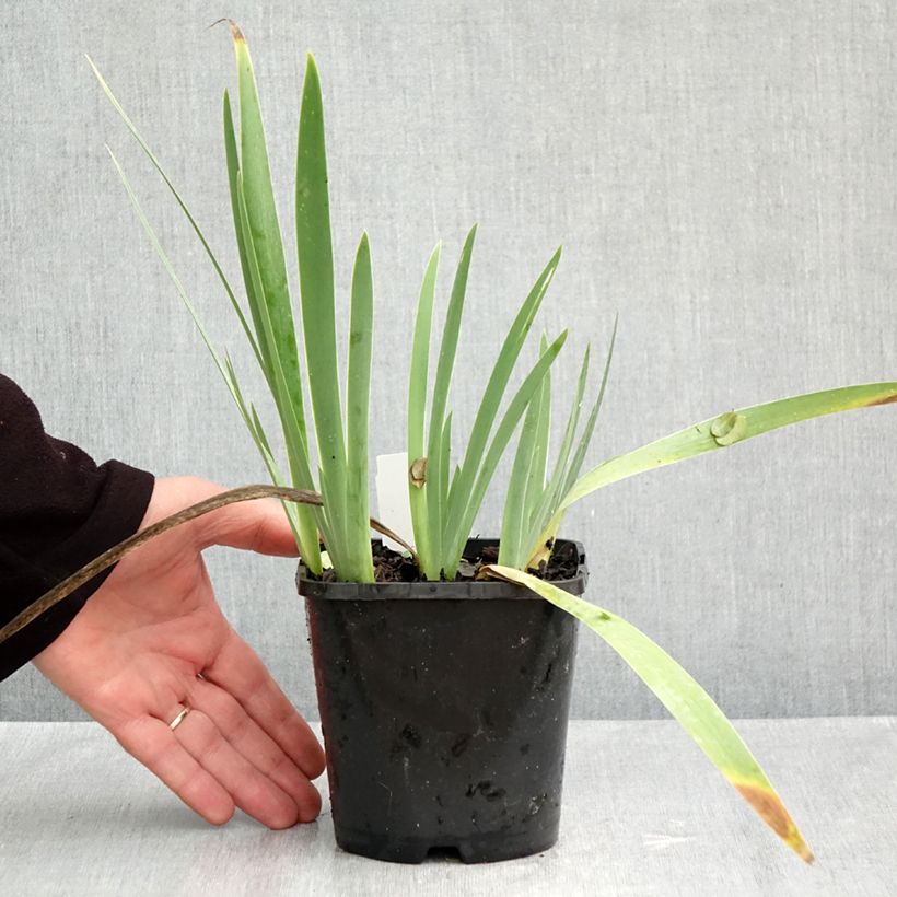 Esemplare di Iris germanica Red Orchid - Giaggiolo paonazzo Vaso da 1,5L/2L come consegnato in autunno