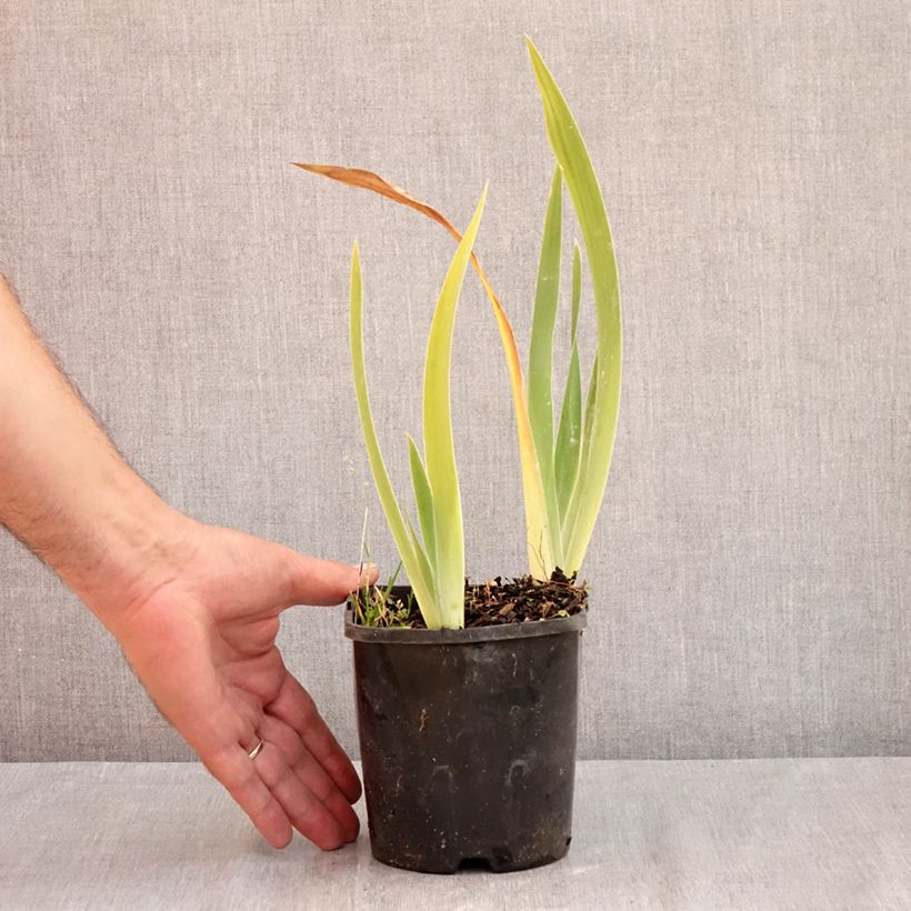 Esemplare di Iris germanica Red Orchid - Giaggiolo paonazzo Vaso da 1,5L/2L consegnato in estate