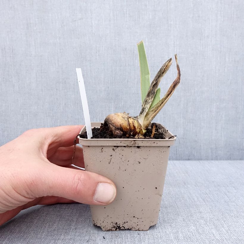 Iris germanica Ring Around Rosie - Giaggiolo paonazzo Vasetto da 8/9 cm esemplare consegnato in inverno