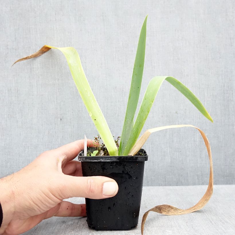 Esemplare di Iris germanica Rose de Perse - Giaggiolo paonazzo Vasetto da 8/9 cm come consegnato in autunno