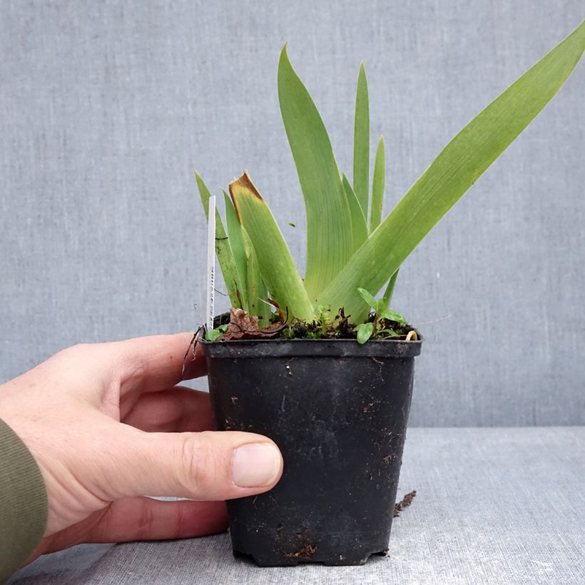 Iris germanica Rose de Perse - Giaggiolo paonazzo Vasetto da 8/9 cm esemplare consegnato in inverno