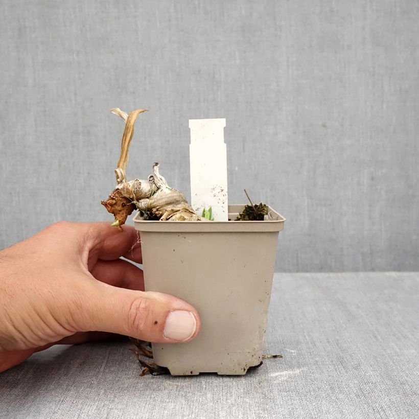 Esemplare di Iris germanica Rouge de Plaisir - Giaggiolo paonazzo Vasetto da 8/9 cm come consegnato in autunno