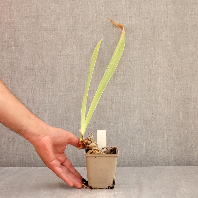 Esemplare di Iris germanica Rouge de Plaisir - Giaggiolo paonazzo Vasetto da 8/9 cm consegnato in estate