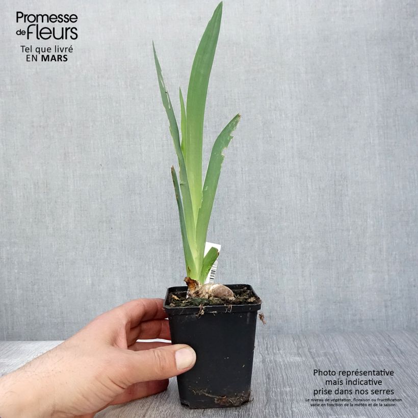 Iris germanica Saturn - Giaggiolo paonazzo Vasetto da 8/9 cm esemplare consegnato in primavera