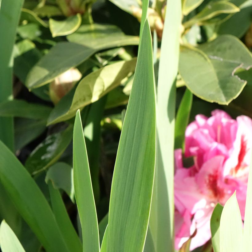 Iris germanica Sharp Dressed Man - Giaggiolo paonazzo (Fogliame)