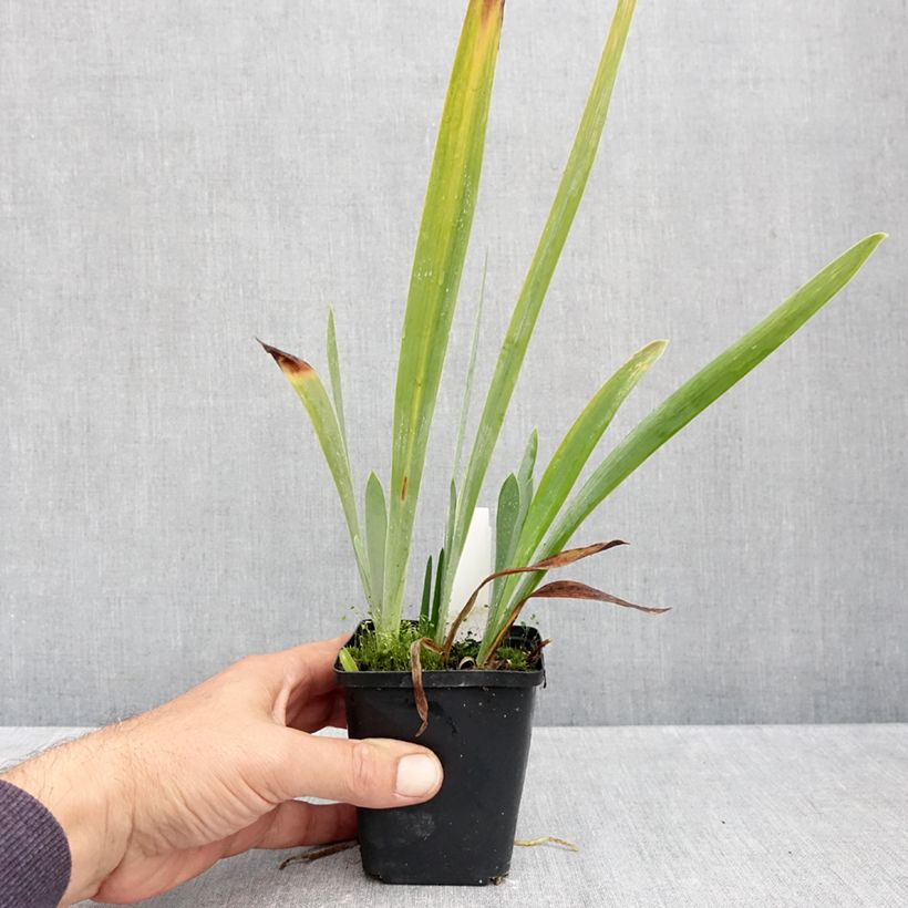 Esemplare di Iris germanica Sharp Dressed Man - Giaggiolo paonazzo Vasetto da 8/9 cm come consegnato in autunno