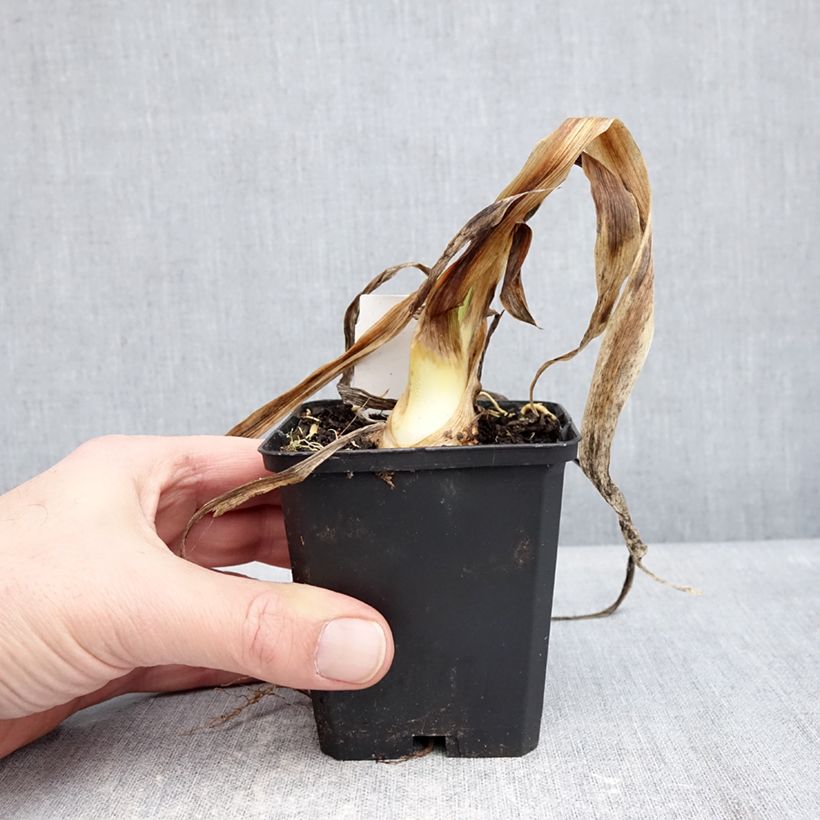 Iris germanica Sharp Dressed Man - Giaggiolo paonazzo Vasetto da 8/9 cm esemplare consegnato in inverno