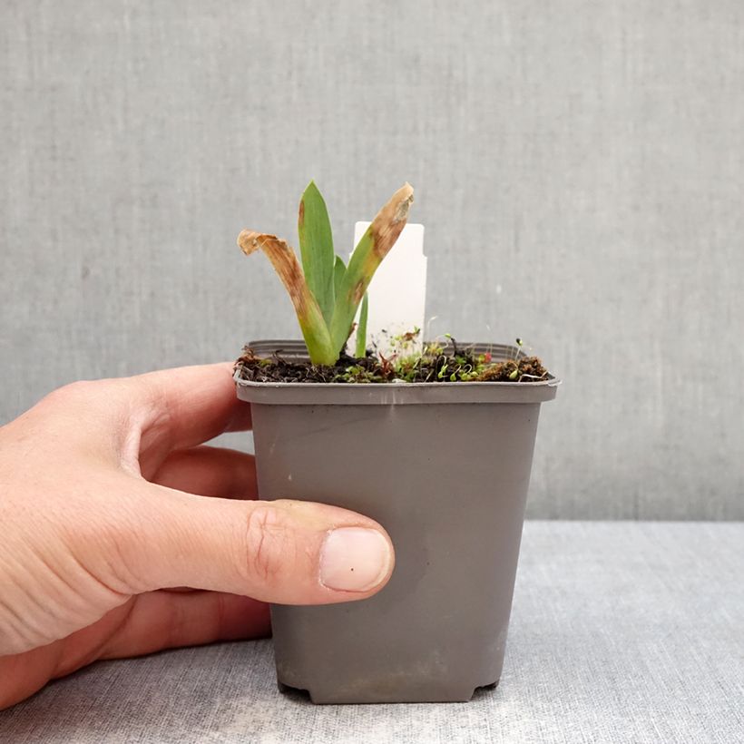 Iris germanica Sharp Dressed Man - Giaggiolo paonazzo Vasetto da 8/9 cm esemplare consegnato in primavera