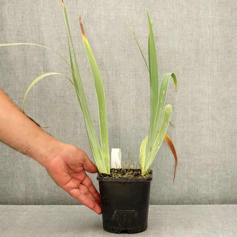 Esemplare di Iris germanica Siva Siva - Giaggiolo paonazzo Vaso da 1,5L/2L consegnato in estate