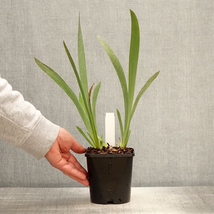Iris germanica Siva Siva - Giaggiolo paonazzo Vaso da 1,5L/2L esemplare consegnato in primavera