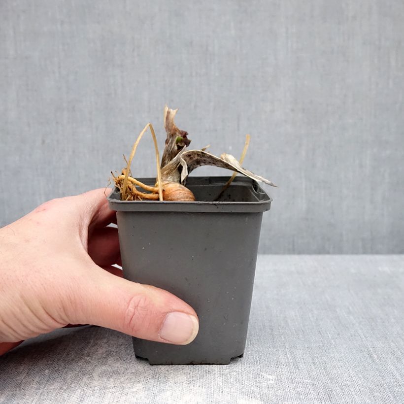 Iris germanica Skylark's Song - Giaggiolo paonazzo Vasetto da 8/9 cm esemplare consegnato in inverno