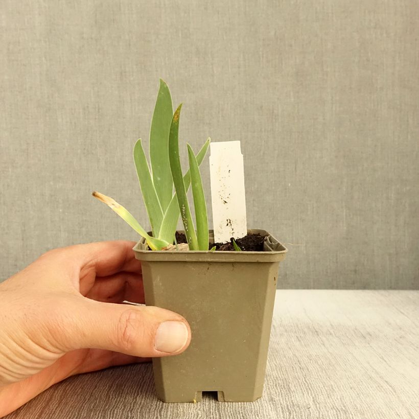 Esemplare di Iris germanica Sorcellerie - Giaggiolo paonazzo Vasetto da 8/9 cm come consegnato in autunno