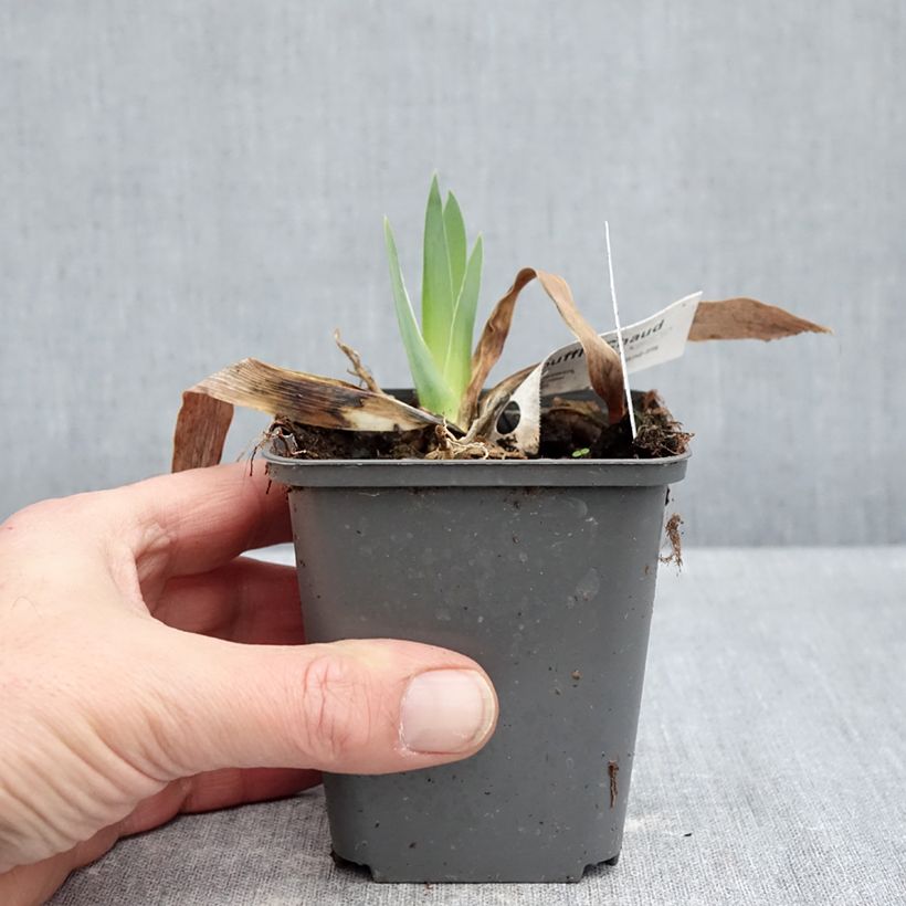 Iris germanica Souffle Chaud - Giaggiolo paonazzo Vasetto da 8/9 cm esemplare consegnato in inverno