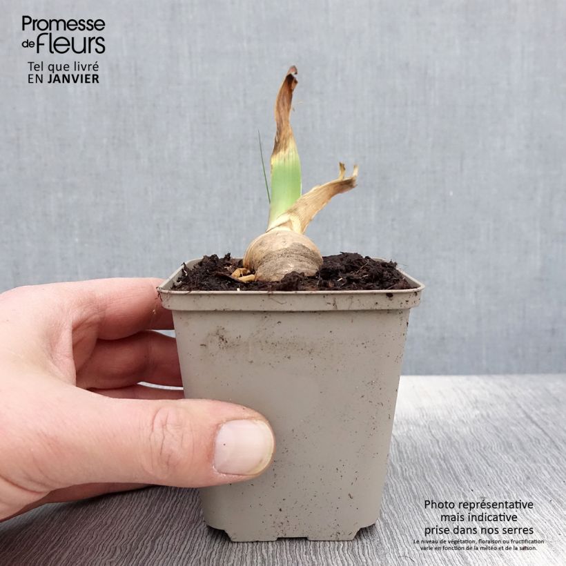 Iris germanica Sovereign Crown - Giaggiolo paonazzo Vasetto da 8/9 cm esemplare consegnato in inverno