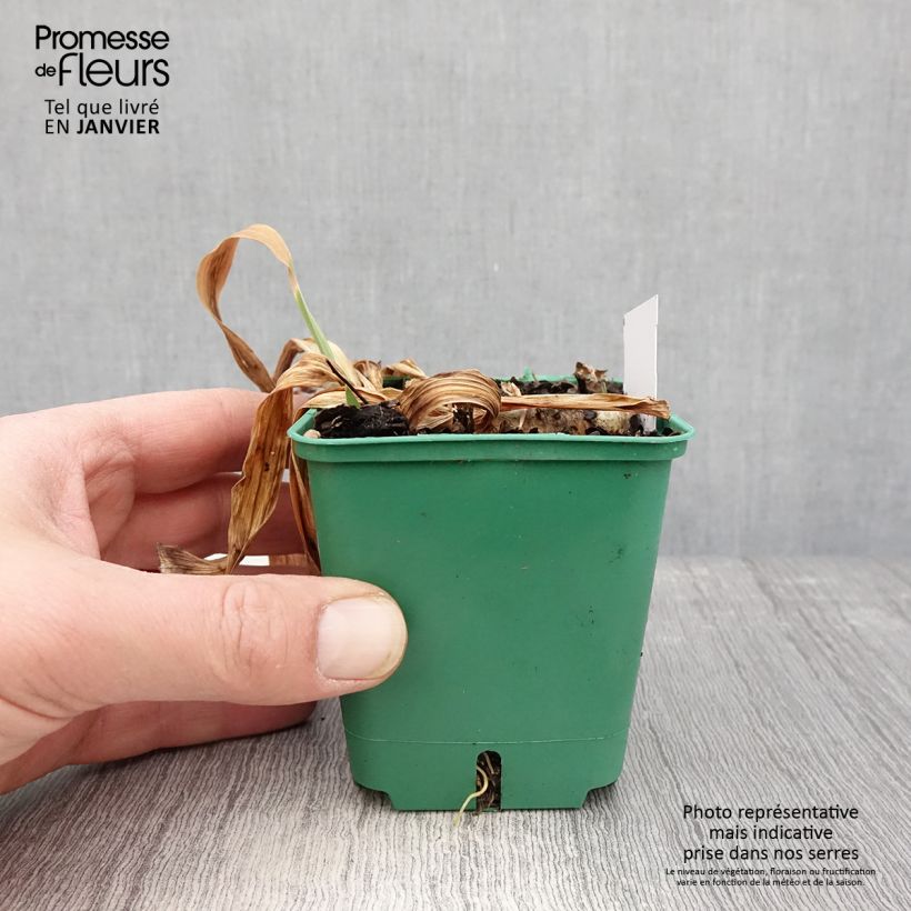 Iris germanica Stellata - Giaggiolo paonazzo Vasetto da 8/9 cm esemplare consegnato in inverno