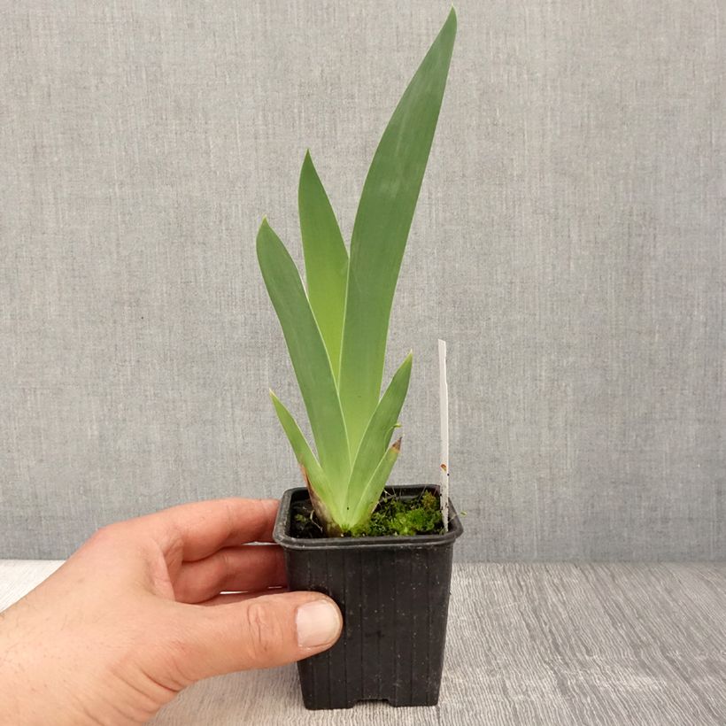 Iris germanica Stepping Out - Giaggiolo paonazzo Vasetto da 8/9 cm esemplare consegnato in primavera