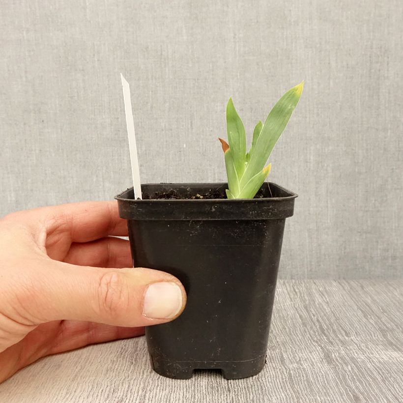 Iris germanica Storm Center - Giaggiolo paonazzo Vasetto da 8/9 cm esemplare consegnato in primavera