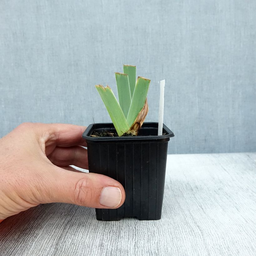 Esemplare di Iris germanica Sultan's Palace - Giaggiolo paonazzo Vasetto da 8/9 cm come consegnato in autunno